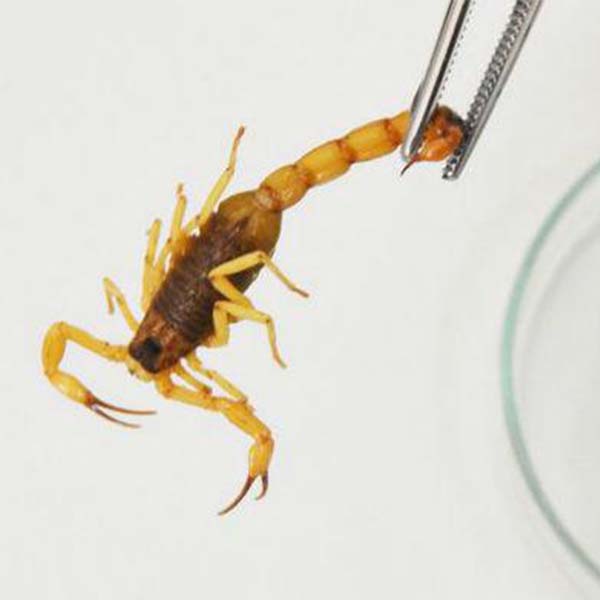 Ataques de escorpião crescem e assustam população