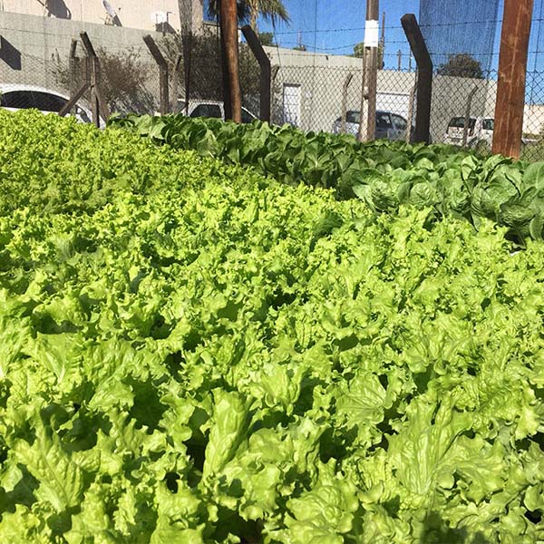 Alunos do projeto 'Seguindo em Frente' realizam colheita de hortaliças em Assis