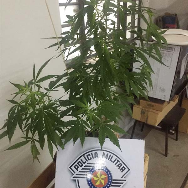 Jovem é preso após PM encontrar pés de maconha e pedras de crack em residência