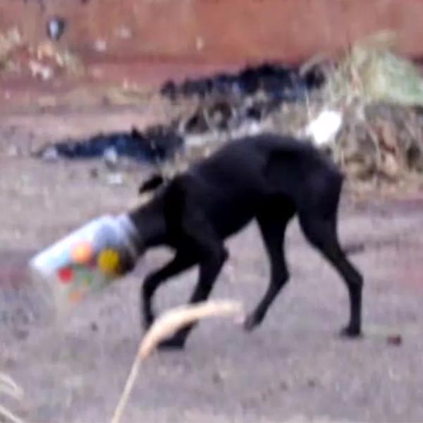Policiais libertam cão que passou três dias com cabeça presa dentro de pote em Marília