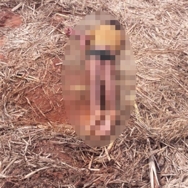 Corpo de homem é encontrado em canavial de Quatá