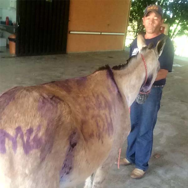 Burro vítima de maus-tratos é pichado e escapa do 'abate' após ser comprado por R$ 200 em Marília