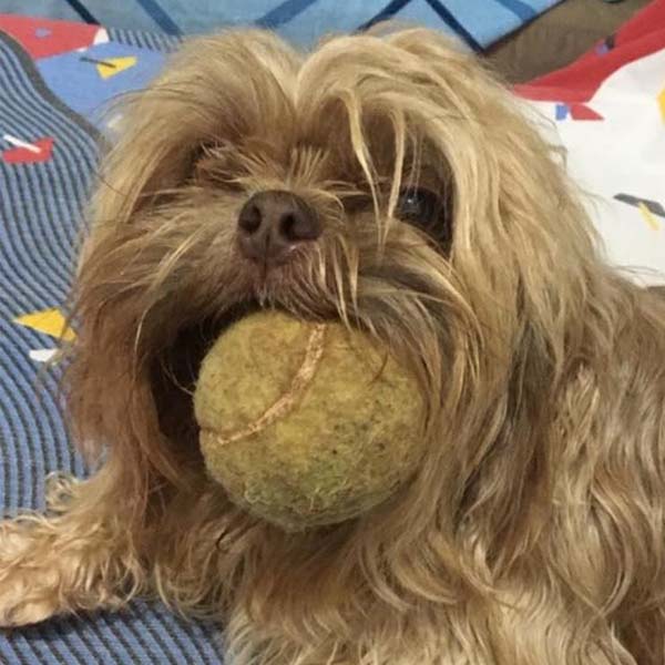 Cachorra da raça Shih-tzu está desaparecida