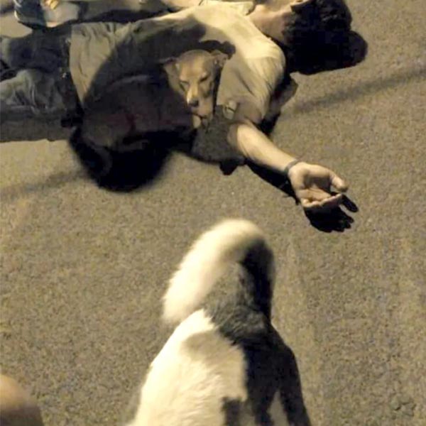 Catador de recicláveis desmaia na rua e é 'vigiado' por seus cães até a chegada do socorro