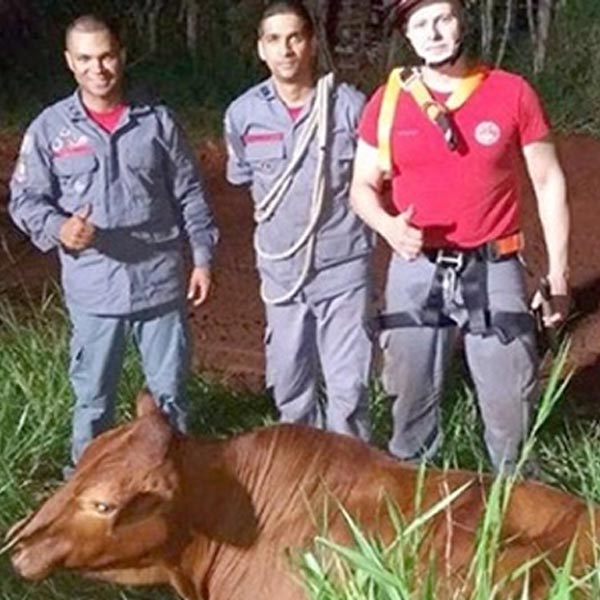 Bombeiros de Tupã resgatam vaca que caiu em poço de 15 metros