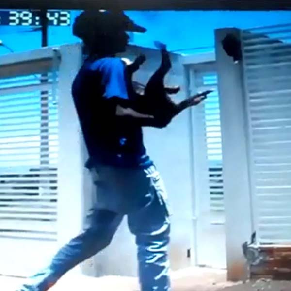 Motociclista invade casa e furta filhote de pit bull em Ourinhos