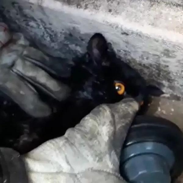 Bombeiros usam máscara de oxigênio para reanimar gato resgatado de incêndio em Marília