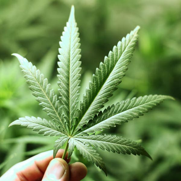 Justiça permite cultivo de maconha para tratamento em Marília