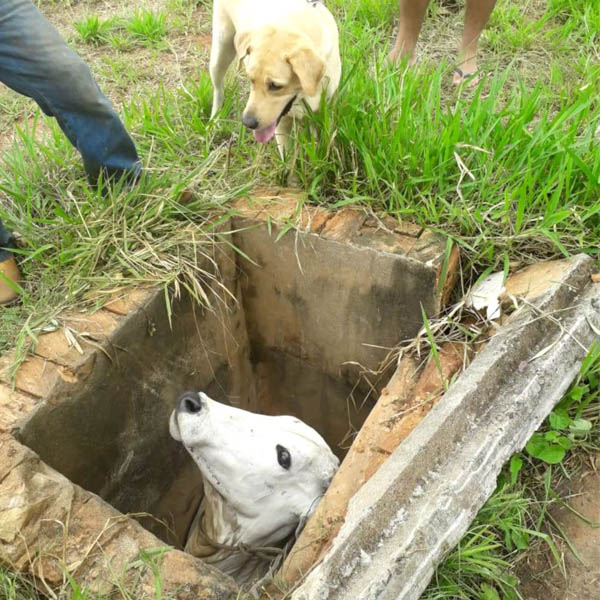 Bezerro encontrado dentro de bueiro por cachorro é resgatado em Marília
