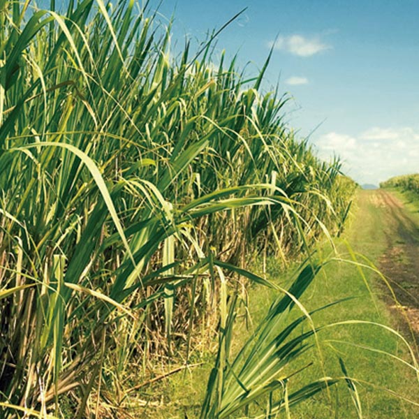 Curso de Supervisor Agrícola tem inscrições abertas em Paraguaçu Paulista