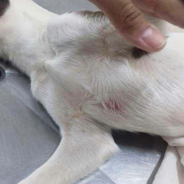 Homem com problemas mentais surta e mata cachorra com golpe de faca em Ourinhos