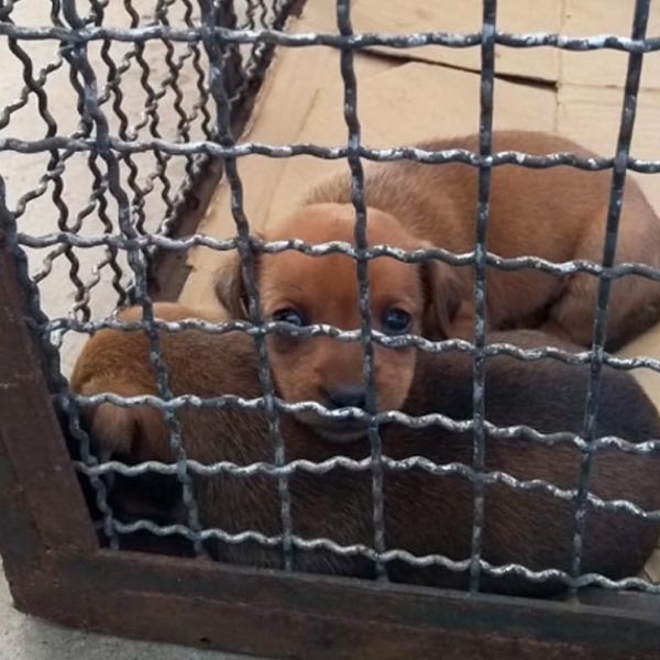 Mais dois filhotes de cachorro abandonados estão para adoção responsável