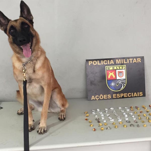 Com a ajuda de canil, homem é preso com 76 porções de maconha em Assis