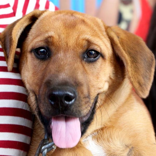 Prefeitura de Paraguaçu consolida programa de controle da população de cães e gatos