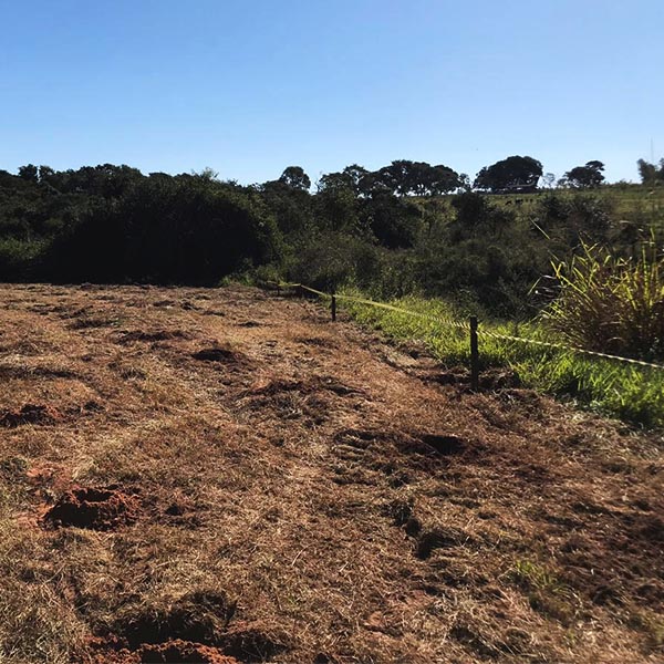 Área degradada de Paraguaçu recebe o plantio de 1.000 mudas de árvores nativas