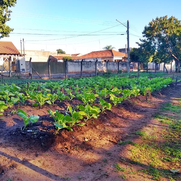 Espaço Horta da Prefeitura de Paraguaçu faz primeira colheita de verduras