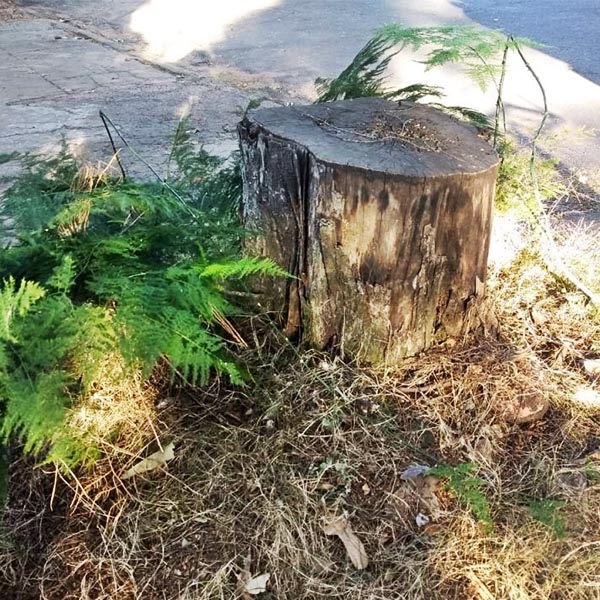 Plantio de árvore após o corte é obrigatório em Paraguaçu Paulista