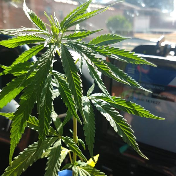 PM apreende pé de maconha plantada em via pública de Lutécia