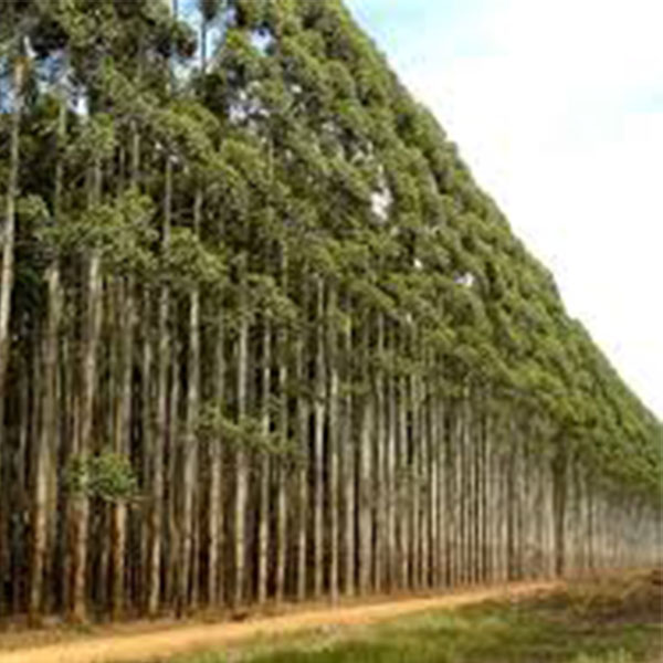 Pregão Eletrônico será realizado para venda de madeira de Pinus e Eucalyptus de Horto Florestal