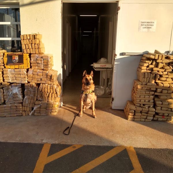 Cão da PM encontra carga de drogas escondida em caminhão na Raposo Tavares em Assis
