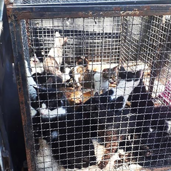 Mais de 20 gatos e cães são resgatados magros e doentes em Marília
