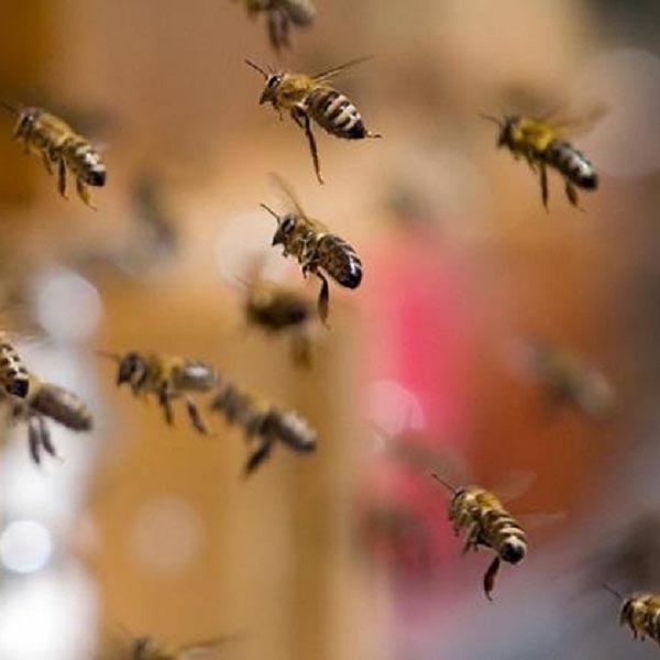 Grupo é atacado por enxame de abelhas durante churrasco em cachoeira de Ibirarema