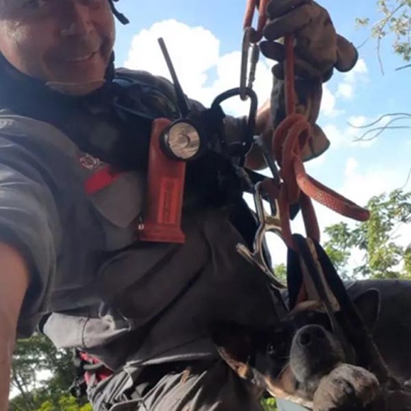 Cachorro que caiu em penhasco de 30 metros é resgatado por bombeiros em Marília