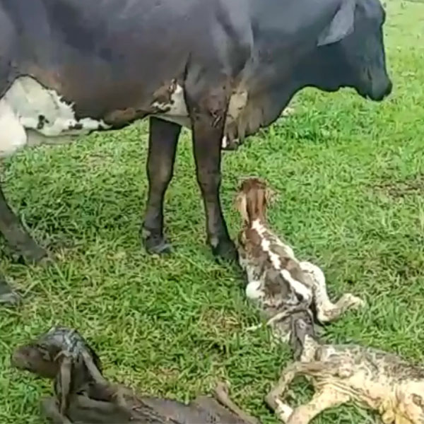 Vaca dá à luz três filhotes de uma vez e ganha apelido de 'guerreira' após parto raro