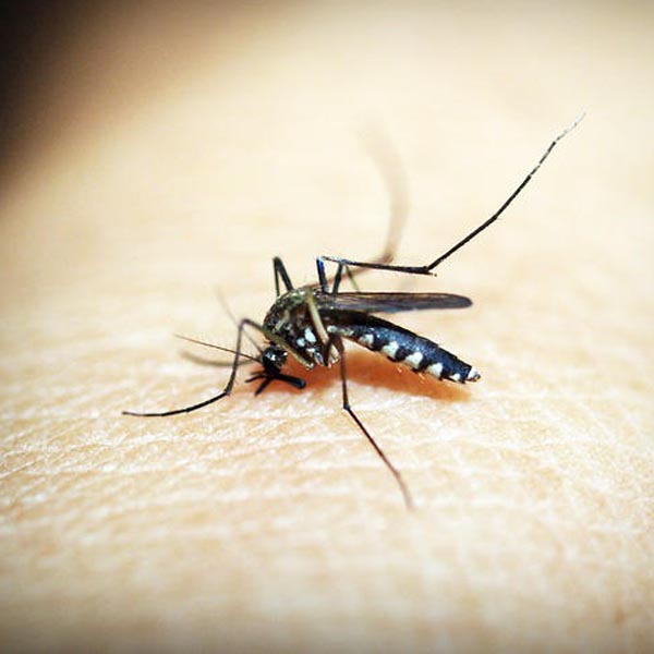 Quatá tem mais de 60 casos suspeitos de dengue em 2020