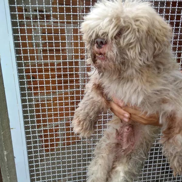 Cão é resgatado por bombeiros após cair em penhasco ao se assustar com fogos de artifício em Marília