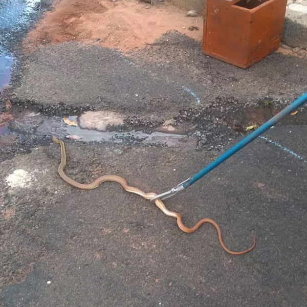 Corpo de Bombeiros captura cobra dentro do motor de caminhão em Rancharia
