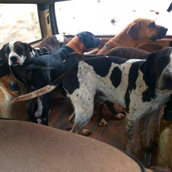 Polícia aplica multa de R$ 42 mil após constatar maus-tratos a animais usados para caça em Rancharia