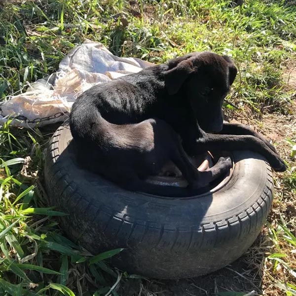 Cães são resgatados com sinais de maus-tratos em Tupã