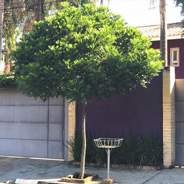 Prefeitura de Paraguaçu fornece mudas para arborização urbana e para áreas verdes
