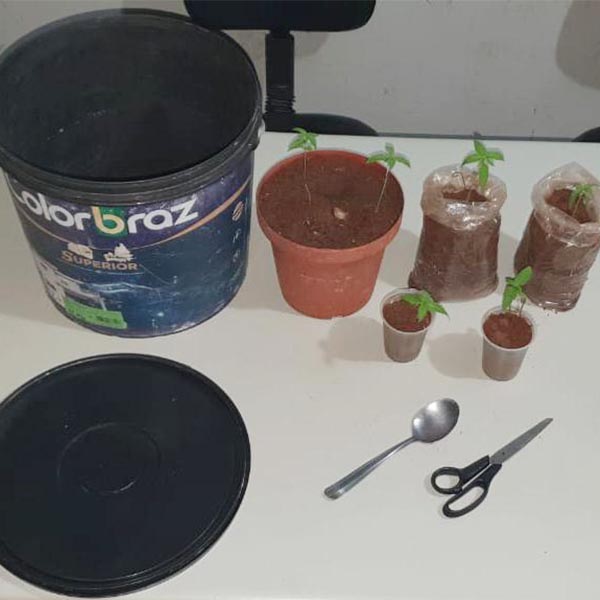 Mudas de maconha são apreendidas com jovens em Paraguaçu Paulista