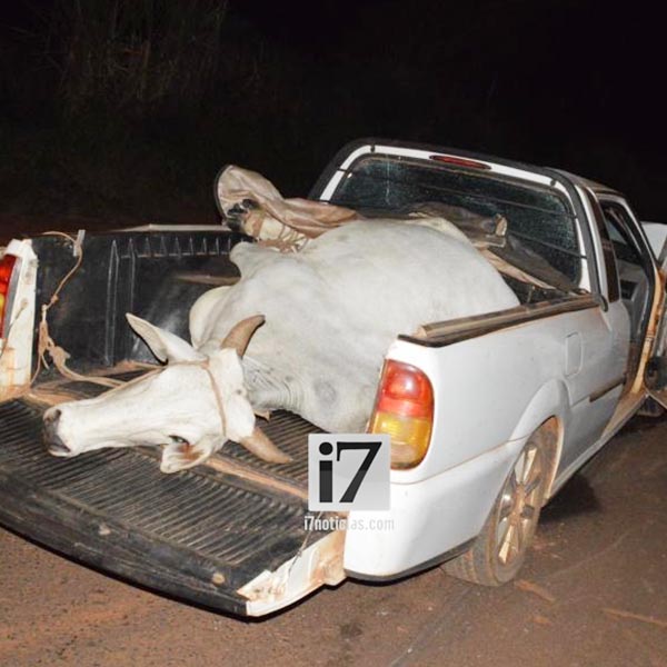 Veículo que transportava vaca possivelmente furtada se envolve em acidente em Paraguaçu