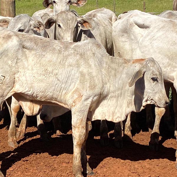 Paraguaçuense tem prejuízo de mais de R$ 40 mil ao ter bezerras furtadas