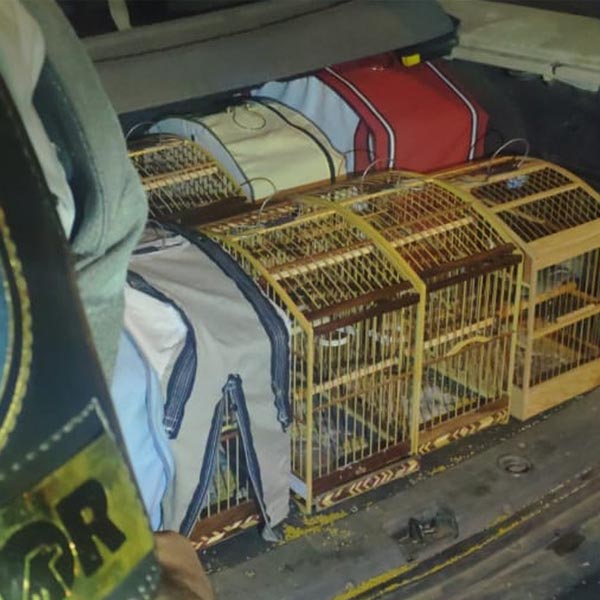 Polícia resgata pássaros silvestres encontrados em gaiolas no porta-malas de carro em Paraguaçu