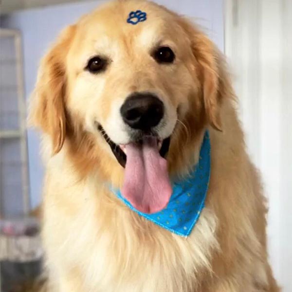 Cachorro da raça Goden Retriver está desaparecido