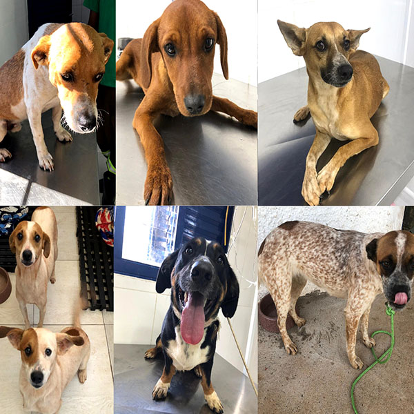Cães encontrados em situação de risco na SP-333 são recolhidos pela Entrevias