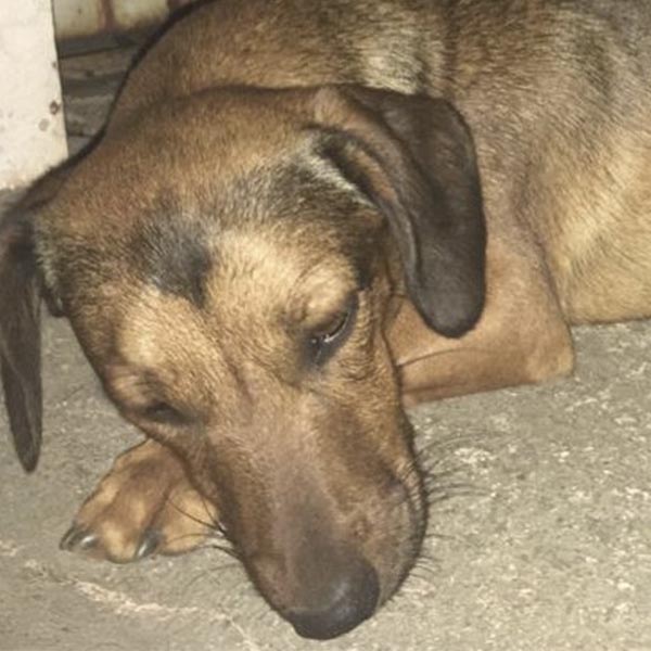 Cachorro é atropelado, recebe cuidados e aguarda o dono