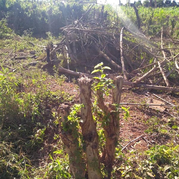 Dono de sítio é multado em quase R$ 8 mil por corte ilegal de árvores em Paraguaçu Paulista