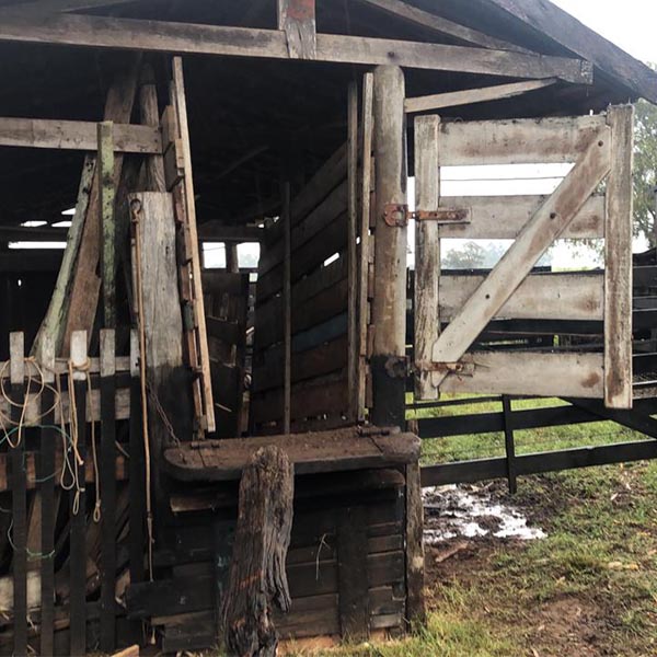 Ladrões furtam mais de 20 cabeças de gado de sítio em Paraguaçu Paulista