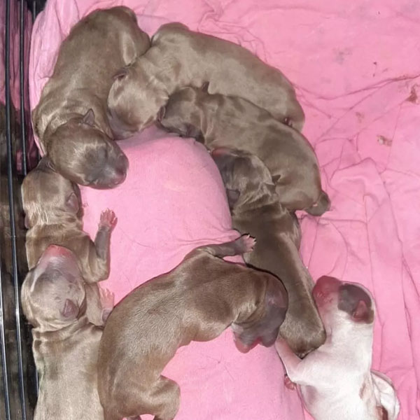 Em cesariana com duas horas de duração, cachorra 'vira-lata' dá à luz 16 filhotes no interior de SP