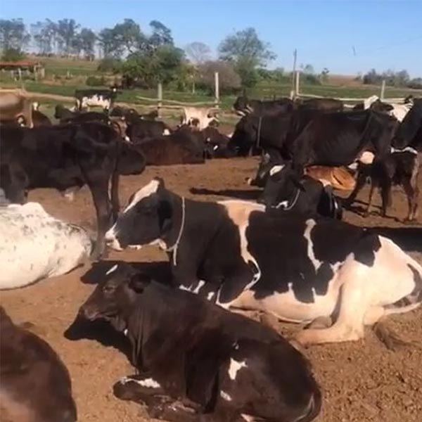 Polícia recupera gado furtado e prende suspeito em fazenda de Quatá