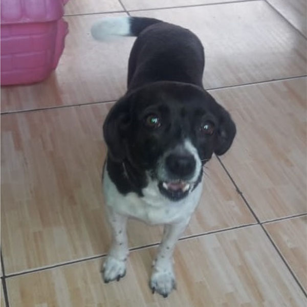 Três cachorrinhas castradas estão para adoção responsável