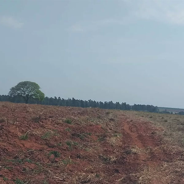 Fazendeiro leva multa de mais de R$ 33 mil por colocar fogo em vegetação, em Rancharia