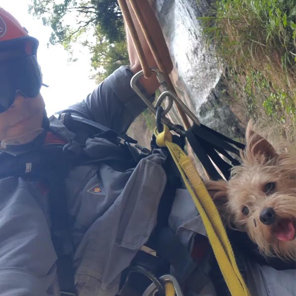 Cão é resgatado cinco dias após cair em vale de 50 metros em Marília