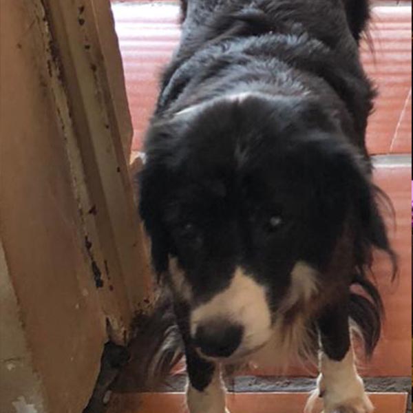 Cachorra está desaparecida há uma semana