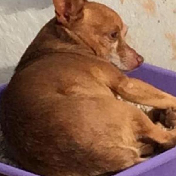 Cão da raça Pinscher está desaparecido há cinco dias
